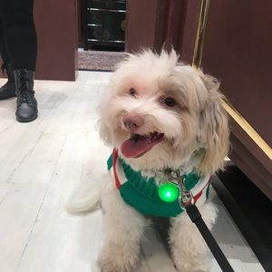 Meet your Posher, Amelia